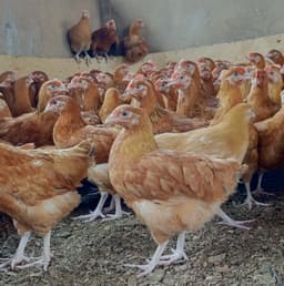 Poultry Farm